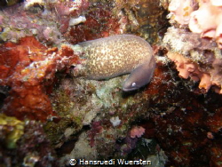 White-eyed Moray Eel (Siderea thyrsoidea) by Hansruedi Wuersten 